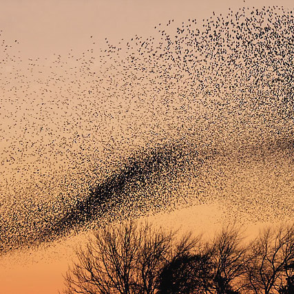 Foto eines Vogelschwarms im Sonnenuntergang.