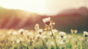 Foto mit einer Blumenwiese und die Sonne leuchtet im Hintergrund