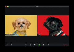 Foto mit einem Computerbildschirm von Zoom mit zwei Hunden darin